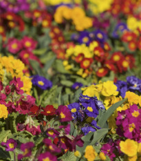 Prvosienka bezbyľová zmes farieb - Primula vulgaris - 15 ks