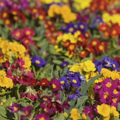 Prvosienka bezbyľová zmes farieb - Primula vulgaris - 15 ks
