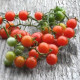 Divé paradajky - Solnum pimpinellifolium - semiačka - 6 ks