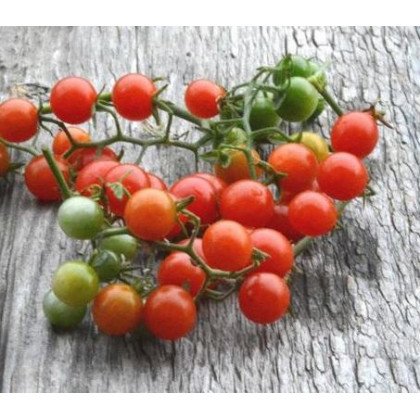 Divé paradajky - Solnum pimpinellifolium - semiačka - 6 ks
