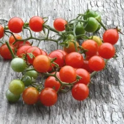 Divé paradajky - Solnum pimpinellifolium - semiačka - 6 ks