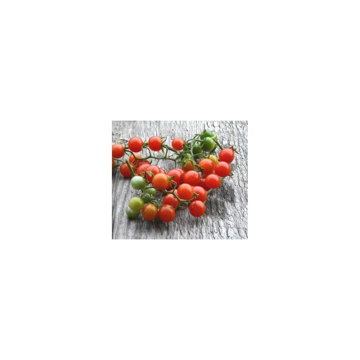 Divé paradajky - Solnum pimpinellifolium - semiačka - 6 ks