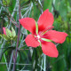 Ibištek šarlátový - Hibiscus cannabinus - predaj semien - 15 ks