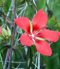 Ibištek šarlátový - Hibiscus cannabinus - predaj semien - 15 ks
