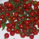 Divá paradajka červená - Lycopersicon pimpinellifolium - semiačka - 6 ks