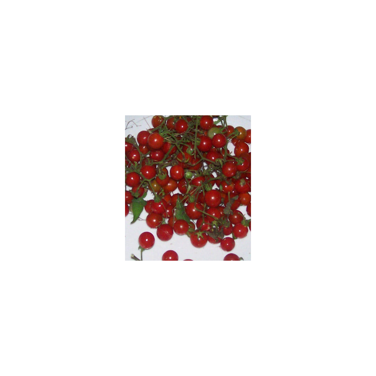 Divá paradajka červená - Lycopersicon pimpinellifolium - semiačka - 6 ks