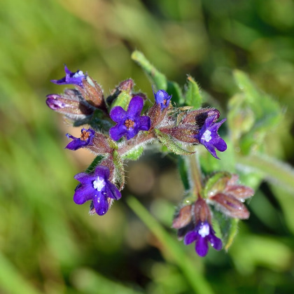 Smohla lekárska - Anchusa officinalis - semiačka - 10 ks