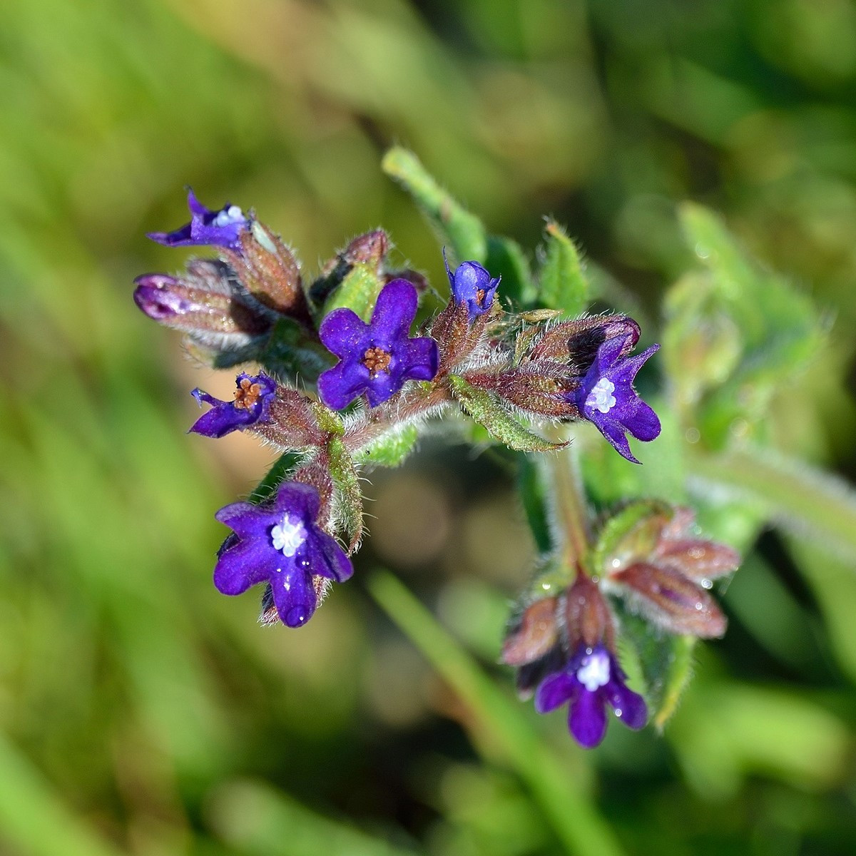 Smohla lekárska - Anchusa officinalis - semiačka - 10 ks