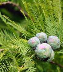 Tisovec dvojradový - Taxodium distichum - semiačka - 5 ks