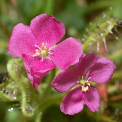 Rosička indická - Drosera indica - semiačka - 15 ks