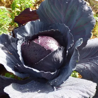 BIO Červená kapusta Marner - Brassica oleracea - semiačka - 0,3 g