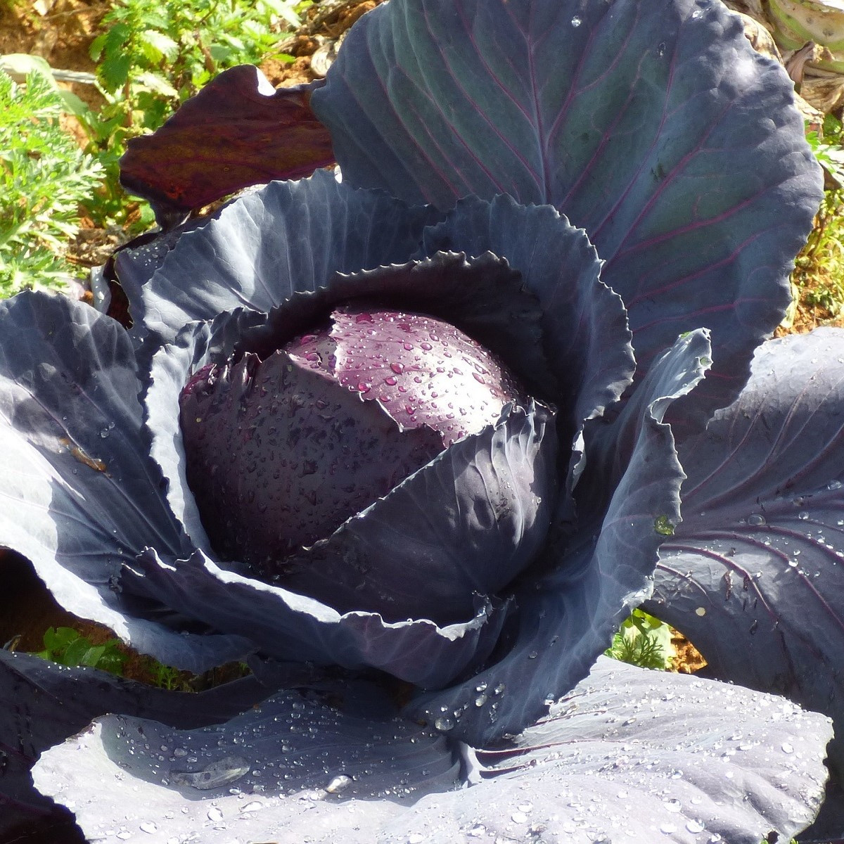 BIO Červená kapusta Marner - Brassica oleracea - semiačka - 0,3 g