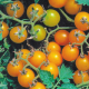 Divé paradajky žlté - Lycopersicon pimpinellifolium - semiačka - 6 ks