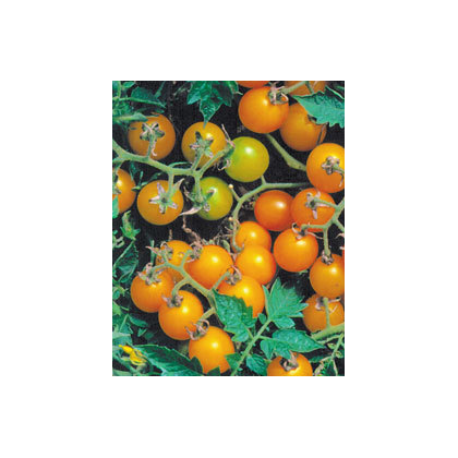 Divé paradajky žlté - Lycopersicon pimpinellifolium - semiačka - 6 ks