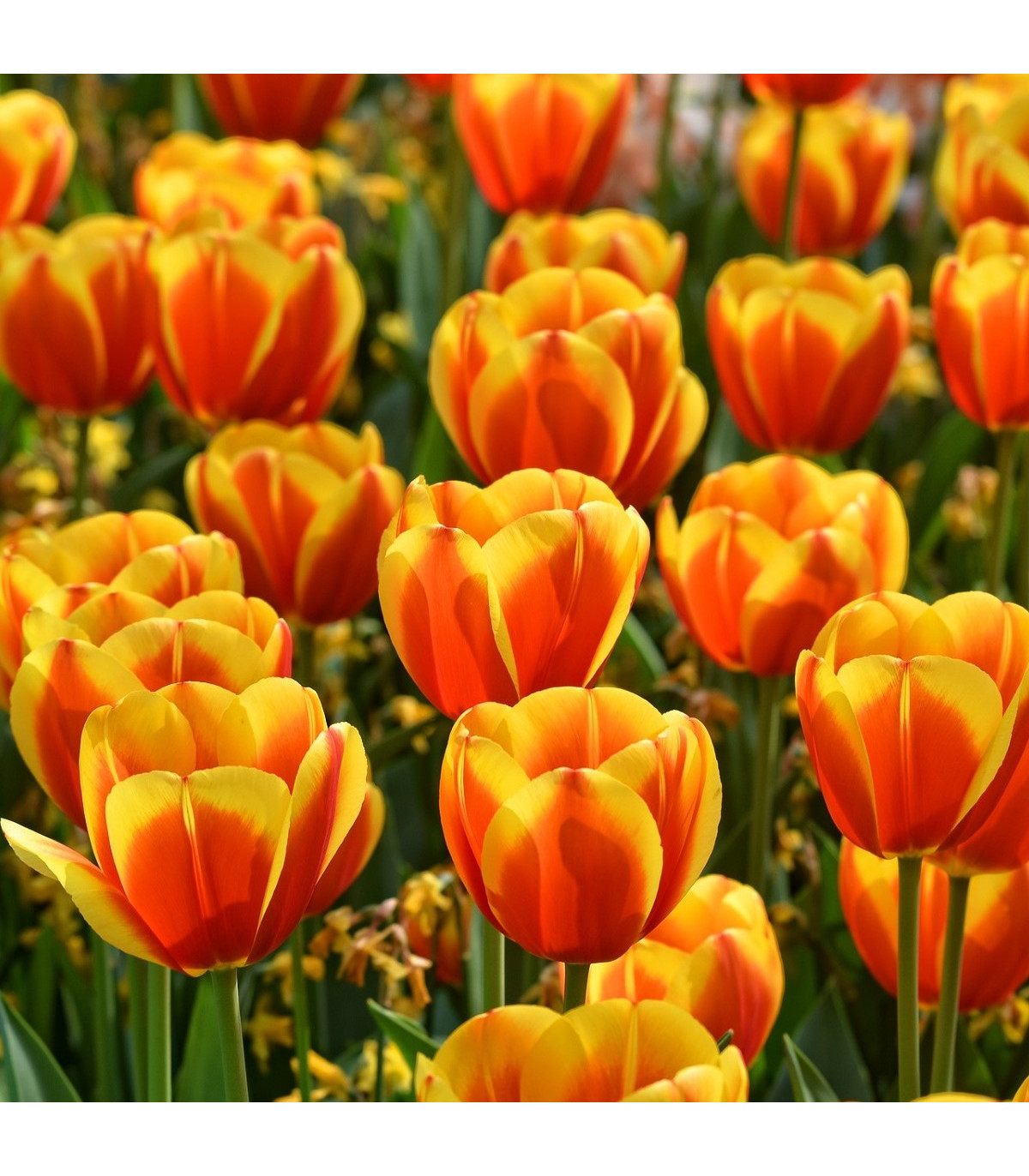 Tulipán Washington - Tulipa - predaj cibuľovín - 3 ks