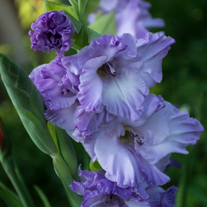 Gladiola modrá Tropic - Gladiolus communis - predaj cibuľovín - 3 ks