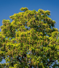 Katalpa severná - Catalpa speciosa - predaj semien - 8 ks