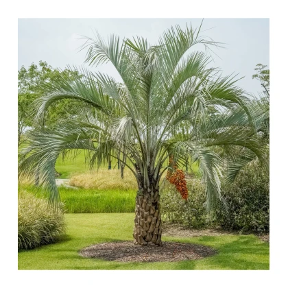 Palma Southern Jelly - Butia odorata - prodej semen palmy - 2 ks