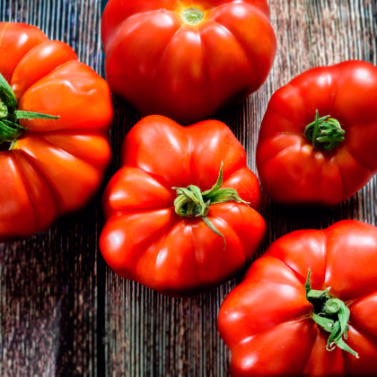 Paradajka kríčková Marmande - Solanum lycopersicum - Semená rajčiaka - 20 ks