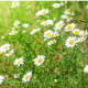 BIO Harmanček pravý - Matricaria recutita - predaj bio semien - 600 ks