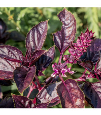 BIO Bazalka pravá červená - Ocimum basilicum - predaj bio semien - 100 ks