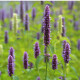 BIO Agastache feniklová - Agastache foeniculum - predaj bio semien - 100 ks