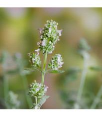 BIO Kocúrnik citrónový - Nepeta cataria var. citriodora - predaj bio semien - 15 ks