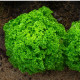 BIO šalát listový Lollo Bionda Limeira - Lactuca sativa - predaj bio semien - 20 ks