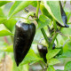 Paprika Black Knight F1 - Capsicum annuum - predaj semien - 7 ks