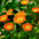Mak Partyfun - Papaver nudicaule - semená maku - 20 ks