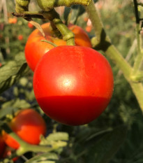 Paradajka kolíková F1 Harzfeuer - Solanum lycopersicum - Semená rajčiaka - 6 ks