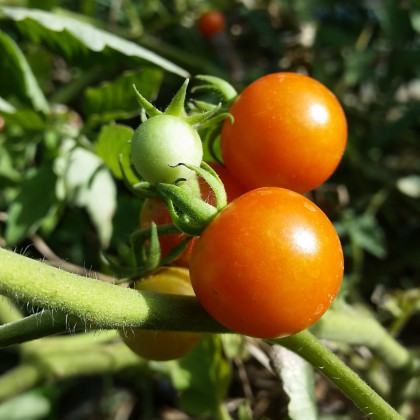 Paradajka kolíková Moneymaker - Solanum lycopersicum - Semená rajčiaka - 20 ks