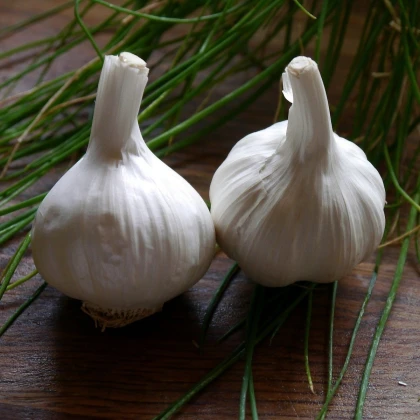 Sadbový cesnak Havel - Allium sativum - paličiak - predaj cibulí cesnaku - 1 balenie