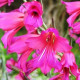 Gladiola obyčajná - Gladiolus byzantinus communis - predaj cibuľovín - 3 ks