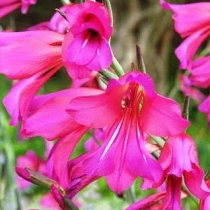 Gladiola obyčajná - Gladiolus byzantinus communis - predaj cibuľovín - 3 ks