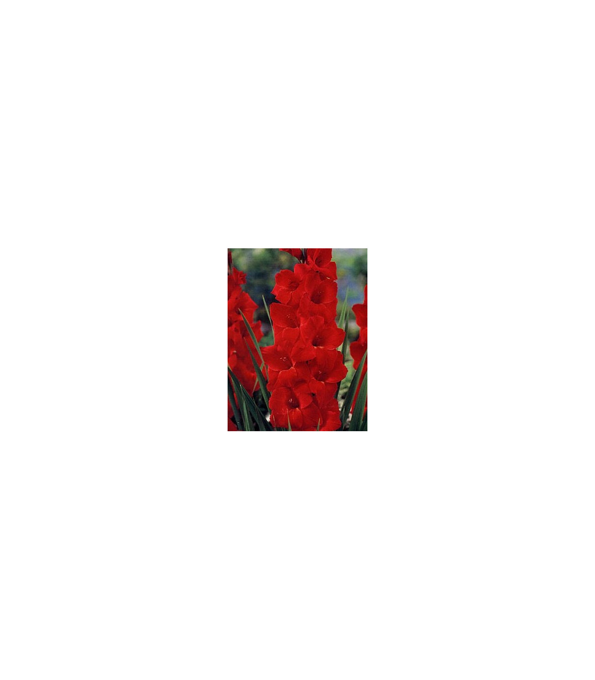 Gladiola červená Hunting song - Hunting song gladiolus - predaj cibuľovín - 3 ks
