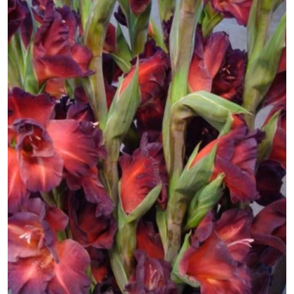 Gladiola čokoládová - Gladiolus - cibuľky - 3 ks