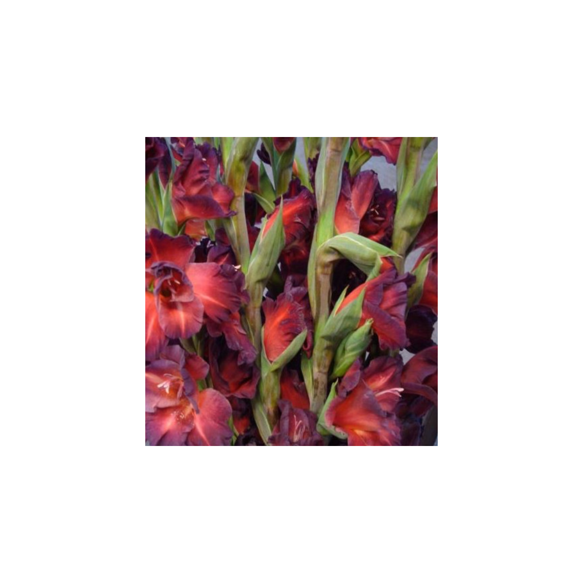 Gladiola čokoládová - Gladiolus - cibuľky - 3 ks