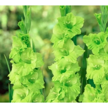 Gladiola Green Star - Gladiolus communis - predaj cibuľovín - 3 ks