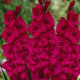 Gladiola Plum Tart - Gladiolus byzantinus - predaj cibuľovín - 3 ks