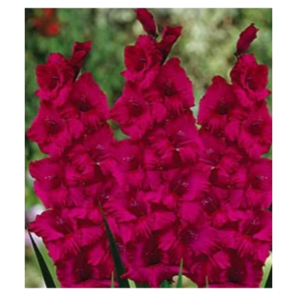 Gladiola Plum Tart - Gladiolus byzantinus - predaj cibuľovín - 3 ks