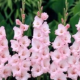 Gladiola ružová - Gladiolus communis - predaj cibuľovín - 3 ks