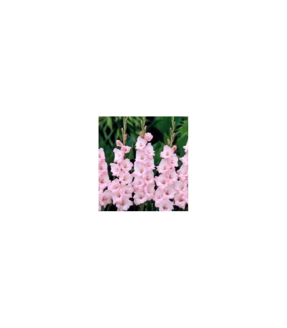 Gladiola ružová - Gladiolus communis - predaj cibuľovín - 3 ks