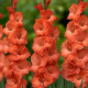 Gladiola oranžová - Gladiolus communis - predaj cibuľovín -  3 ks