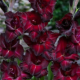 Gladiola Black Star - Gladiolus - predaj cibuľovín - 3 ks