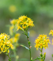 Zlatobyľ obyčajná - Solidago virgaurea - semiačka - 20 ks