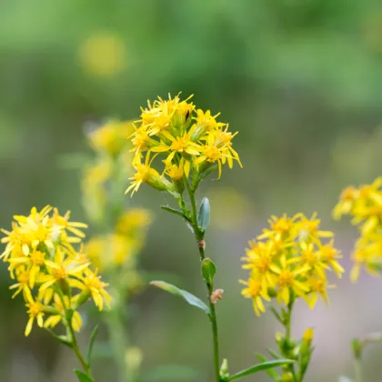 Zlatobyľ obyčajná - Solidago virgaurea - semiačka - 20 ks