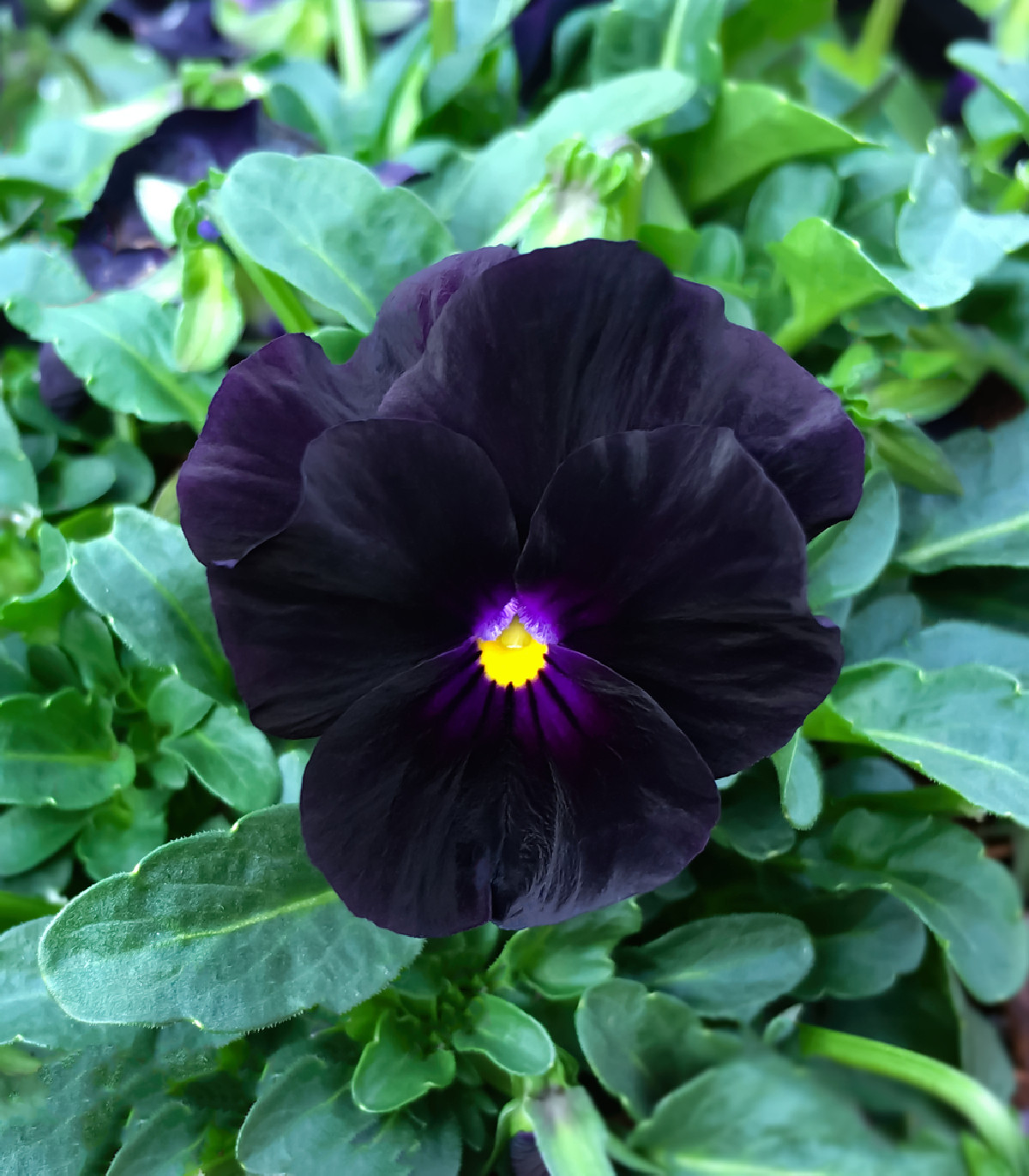Fialka rohatá Back to Black - Viola cornuta - semiačka - 120 ks