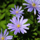 Veternica Blue Shades - Anemone blanda - predaj cibuľovín - 3 ks