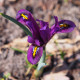 Kosatec sieťkovaný George - Iris reticulata - predaj cibuľovín - 3 ks